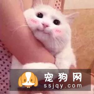 宠物“歪头杀”很可爱？警惕这是前庭症候群！