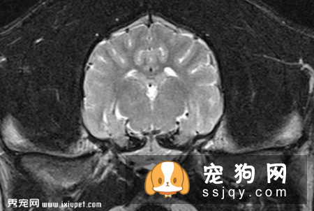 狗狗犯癫痫应该怎么办？