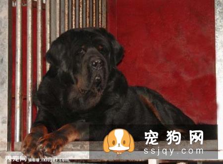 挑选纯种藏獒看这五点就够了
