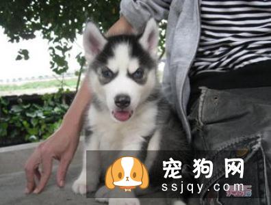 一岁期间的哈士奇吃食的量数