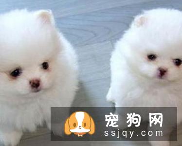 斑点狗智商高吗_好不好养|图片|价格