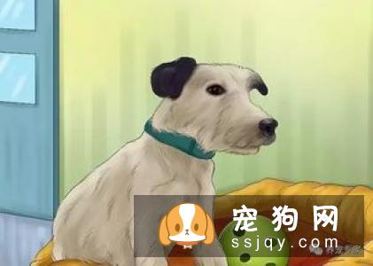 狗狗肠道感染寄生虫疾病怎么办?