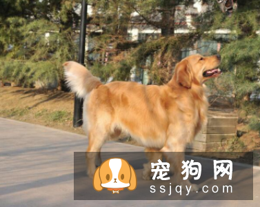 什么狗最聪明最好训? 看看有你家狗狗吗?