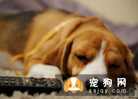狗狗腹泻的原因及治疗方法