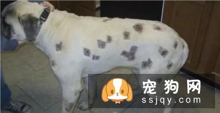 狗狗常见的寄生虫感染