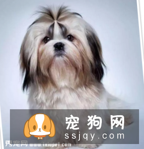 拉萨犬和西施犬如何辨别？