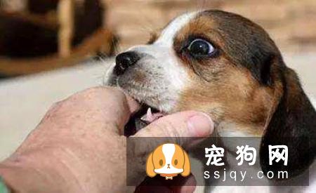 被狗抓伤咬破，第一时间应该怎么处理