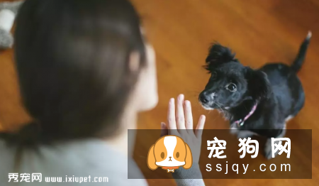学会这些招数，让狗狗训练有素!