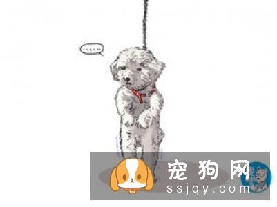 狗狗长时间站立,会给狗狗造成难以挽回的伤害