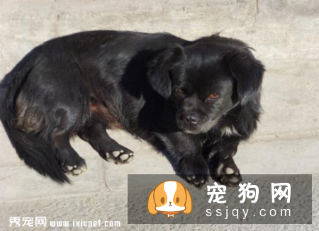 狗狗感冒了怎么办，狗感冒了吃什么药