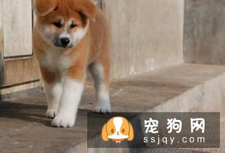 如何辨别秋田犬?-家居装修问答