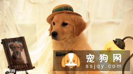 金毛犬不吃狗粮，吃剩饭菜可以吗？