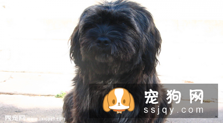 葡萄牙水犬和泰迪区别_怎么辨别葡萄牙水犬？