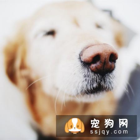 鼻子是衡量狗狗体温是否正常最直观的器官,正常的狗鼻子应该是湿润并且冰凉的