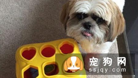 拉萨犬和西施犬如何辨别？