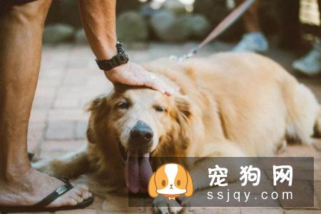 狗子不让摸怎么办?抚摸训练要从娃娃抓起