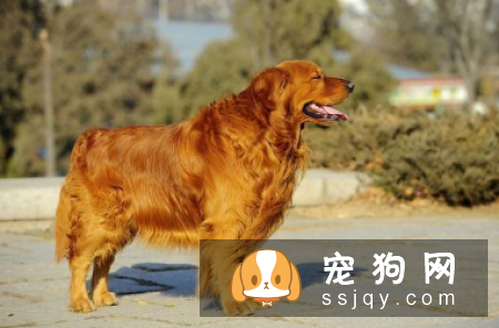 5种不忠心的狗狗 前三是狗界三傻!