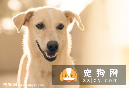 呵护狗狗肠胃健康，你需要注意哪几件事？