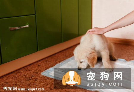 狗狗如厕“大试炼”!主人通关秘籍在此