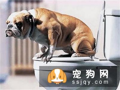 您会摸狗吗?大家可能会说我还不摸狗,这有什么技术含量吗?