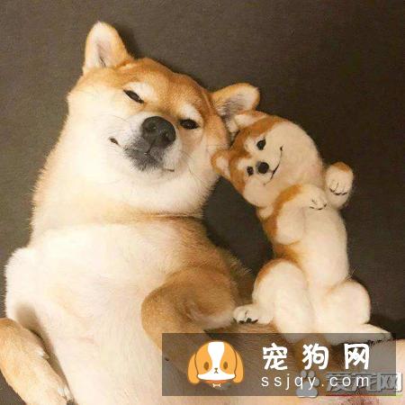 柴犬是可以办理托运的,需要准备的东西还是蛮多