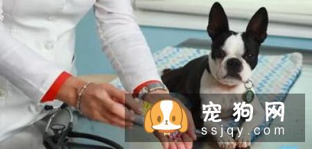 给怀孕的母狗注射疫苗能否给小狗免疫?