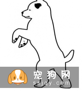 狗狗进入老年期后，腰部疾病需要预防