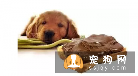 有的食物反而会害了狗狗,知道是哪些吗?