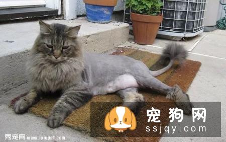夏天试图让你的宠物凉快一些