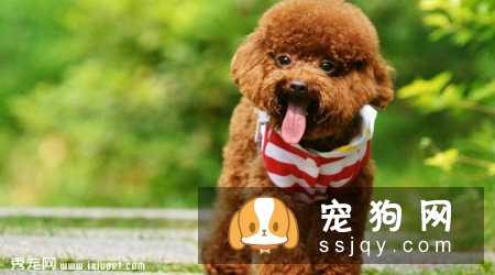 葡萄牙水犬和泰迪区别_怎么辨别葡萄牙水犬？