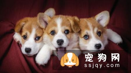 狗狗耳道需定期清洁并保持干燥，应该如何给狗狗清洁耳道？