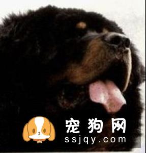 藏獒漫不经心却能听懂人话,有时它好像什么也不关心