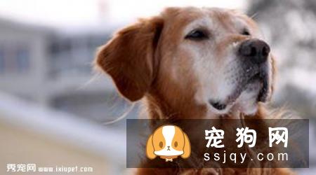 巴辛吉犬好养吗|性格特征_怎么饲养？