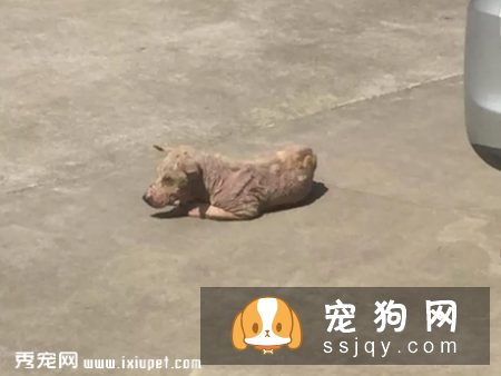 看到流浪狗狗怎么救助!