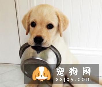 狗狗感冒怎么办最有效 几个小妙招教你轻松解决