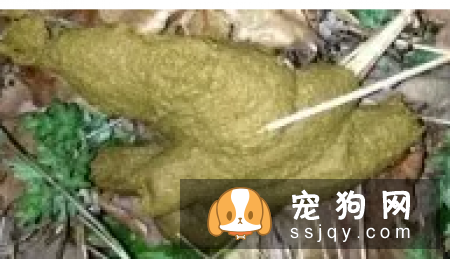 是什么原因导致狗狗胰腺外分泌不足？