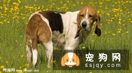 阿图瓦猎犬的饲养方式及外形特征