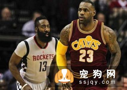 马利诺斯犬多少钱一只,怎么训练_特征介绍|图片