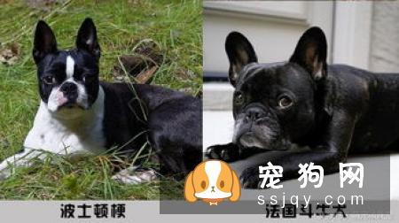 “真正的藏獒像黑熊一样强壮,像豹子一样灵敏,像猎人一样聪明”