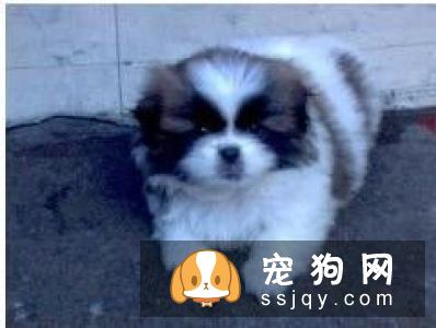 2017西施犬多少钱，2017西施犬报价
