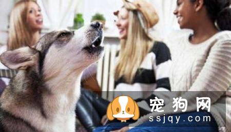 狗狗在叫时处于什么状态