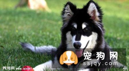 阿拉斯加犬多少钱一只,好不好训练|图片
