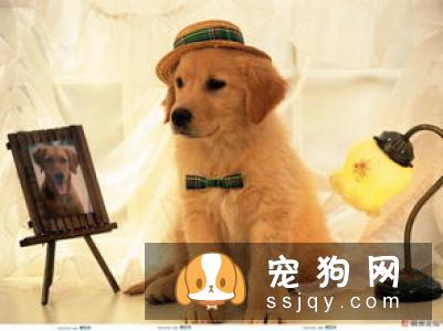 狗狗对主人牙都有哪些原因?