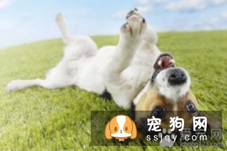 狗狗肢体不能活动的部位
