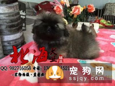 京巴犬喂养及训练指南