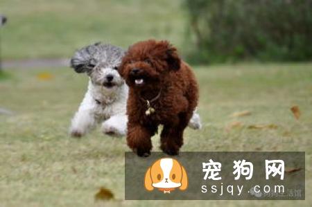 关于狗狗驱虫：闷热潮湿的8月份，是什么1变100？