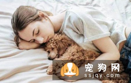 泰迪犬为什么喜欢和主人一起睡觉? 赶也赶不走!