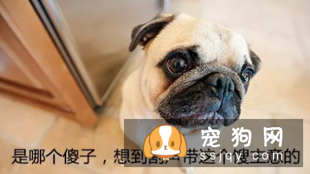 主人认为的让宠物更美丽,实则跟虐待有什么两样?