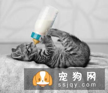 挑选约克夏幼仔时需要注意的几个要点