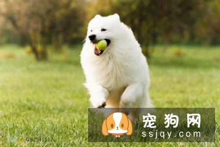 狗狗耳道需定期清洁并保持干燥，应该如何给狗狗清洁耳道？